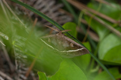 Metopta rectifasciata