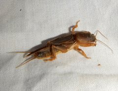 Gryllotalpa monanka