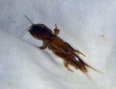Gryllotalpa monanka