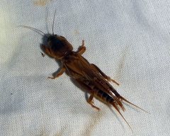 Gryllotalpa monanka