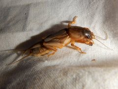 Gryllotalpa monanka