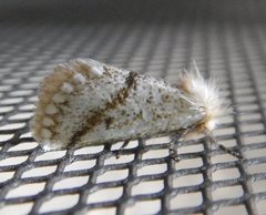 Epicoma derbyana