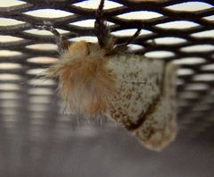 Epicoma derbyana