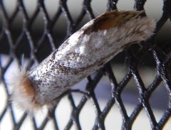 Epicoma derbyana