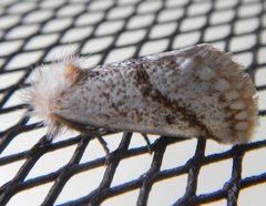 Epicoma derbyana