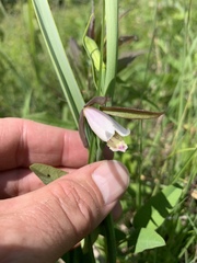 Cleistesiopsis bifaria