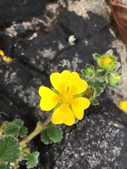 Potentilla villosa