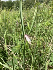 Cleistesiopsis bifaria