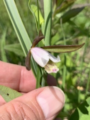 Cleistesiopsis bifaria