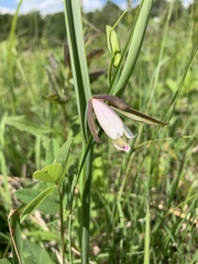 Cleistesiopsis bifaria