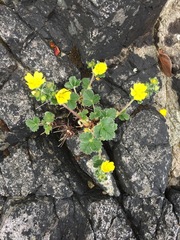 Potentilla villosa