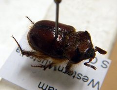 Pseudoryctes