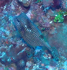 Lactophrys bicaudalis