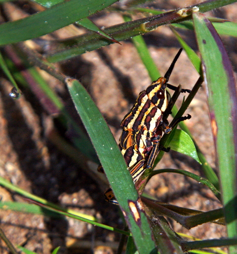 Dictyophorus griseus