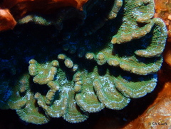 Mycetophyllia
