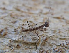 Ciulfina herbersteinae