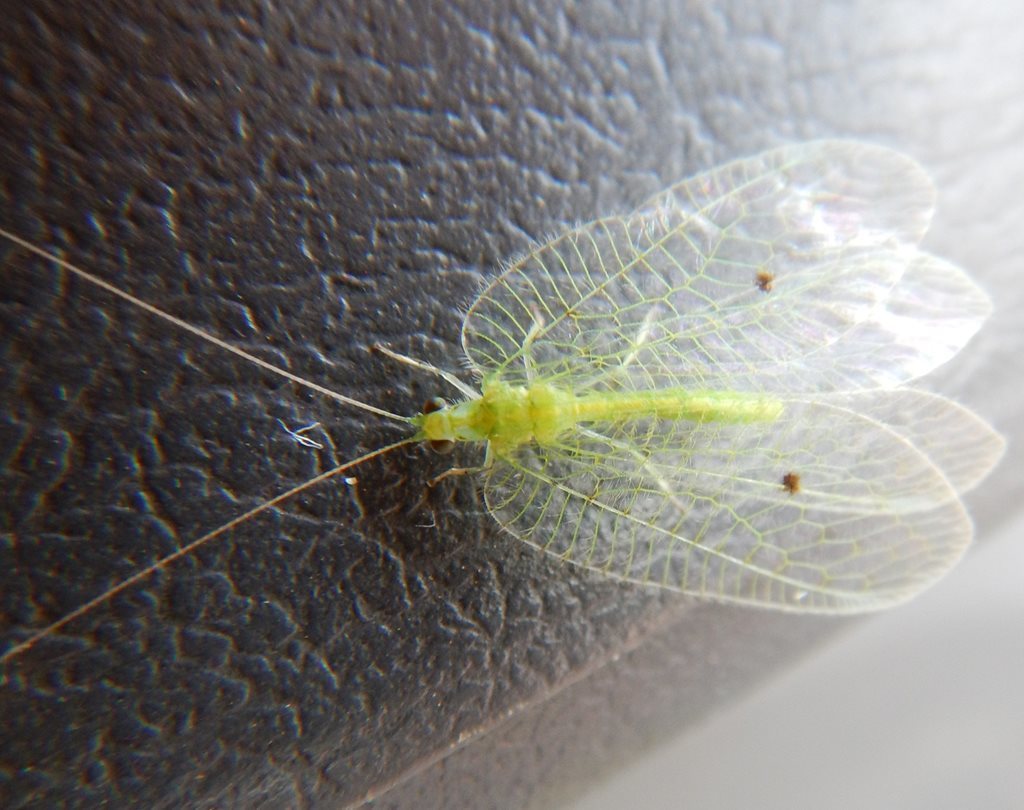 Ankylopteryx basalis
