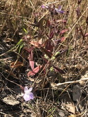 Collinsia sparsiflora