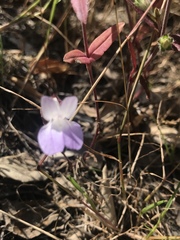 Collinsia sparsiflora
