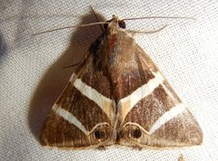 Grammodes oculicola