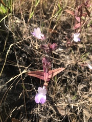 Collinsia sparsiflora