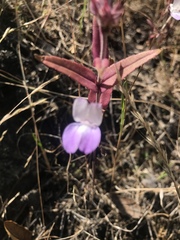 Collinsia sparsiflora