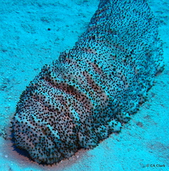 Astichopus multifidus