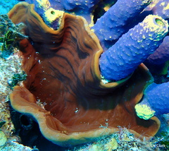 Cribrochalina vasculum