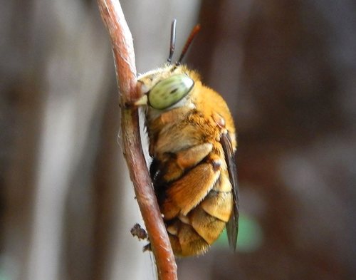 Amegilla alpha · iNaturalist