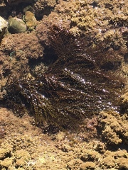 Sargassum muticum