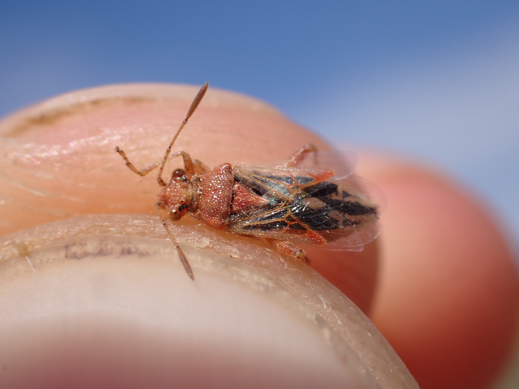 Rhopalus rufus