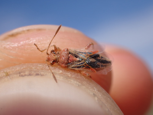 Rhopalus rufus