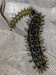 Hemileuca nevadensis