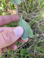 Calystegia catesbeiana