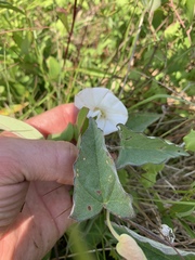 Calystegia catesbeiana