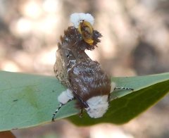 Genduara punctigera