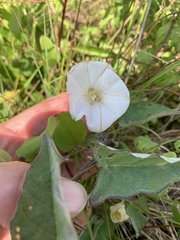Calystegia catesbeiana