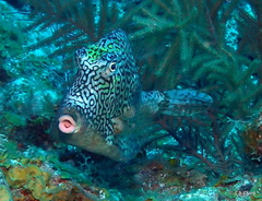 Acanthostracion polygonium