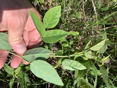 Desmodium laevigatum