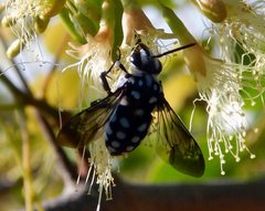 Thyreus caeruleopunctatus