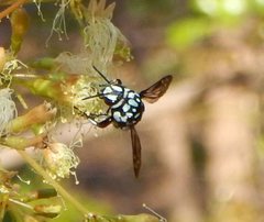Thyreus caeruleopunctatus
