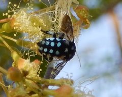 Thyreus caeruleopunctatus
