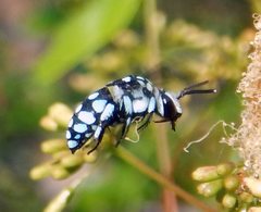 Thyreus caeruleopunctatus