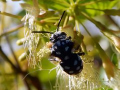 Thyreus caeruleopunctatus