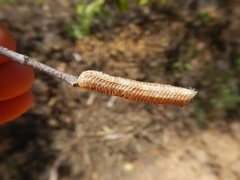 Austrovates variegata