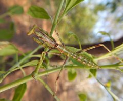 Austromantis albomarginata