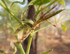 Austromantis albomarginata
