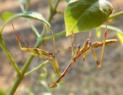 Austromantis albomarginata