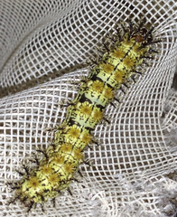 Hemileuca nevadensis