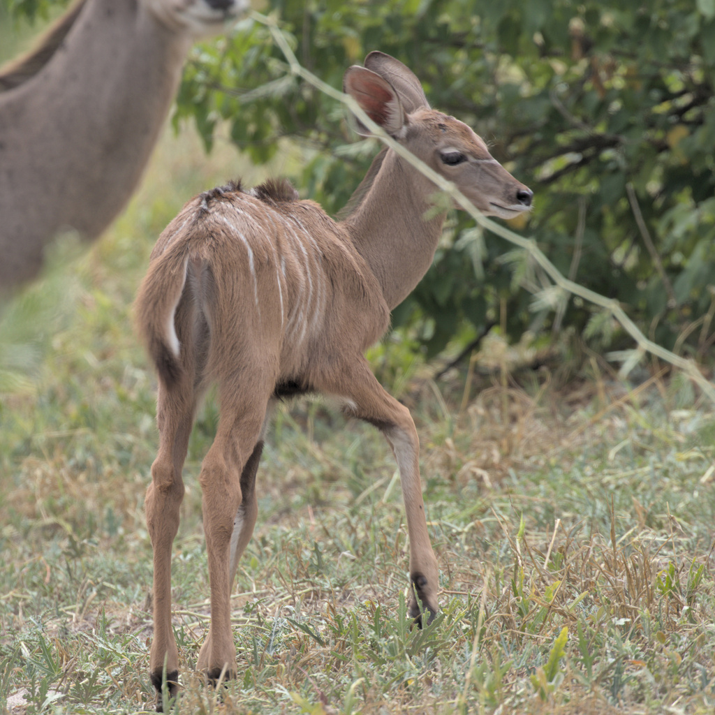 Tragelaphus strepsiceros strepsiceros, Chobe, Botswana, by dirkvdl16